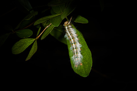 caterpillarの写真素材