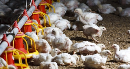 chicken farm with feed for meat