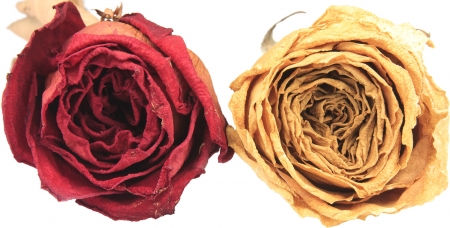beautiful dry red & white rose on white backgroundの写真素材