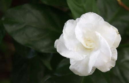 white flower and green leafの写真素材