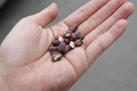 azuki or red beans drying on beautiful handの写真素材