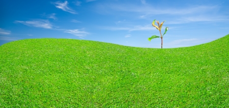 Meadow of dreams with green seedling on clear sky backgroundの写真素材