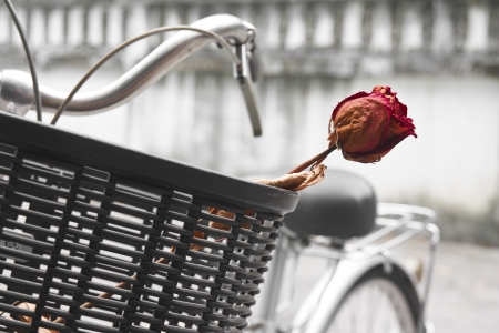 Dry red rose in bicycle basket on streetの写真素材