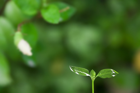 green seedling on verdant garden backgroundの写真素材