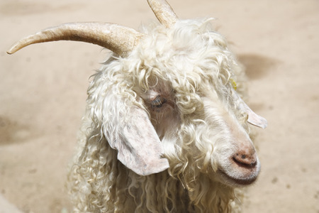 close up head of angora goat in the farmの写真素材