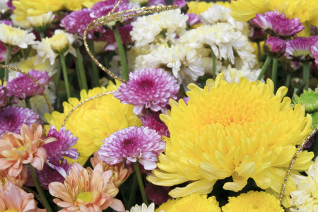 beautiful yellow, pink, white and orange chrysanthemum bouquet colorful flower on winter floral festival and valentine day for backgroundの写真素材