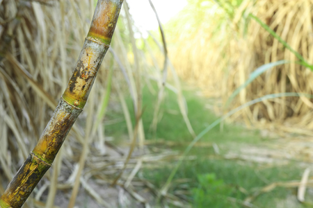 mature cane ready to be harvested on the agriculture farm and use for sugar or bio fuelの写真素材