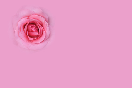 fresh beautiful pink rose petal and aroma with drop of water on top view for love flower or valentine day card on pink background with copyspaceの写真素材