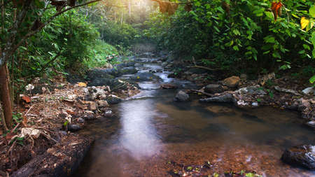 clear water stream or waterfall with tree and rock or stone in green jungle or forest for summer...