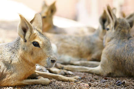 close up head patagonian mara or dolichotis patagonum and dillaby with rabbit breed for wild life and animal on nature in jungle or zooの写真素材