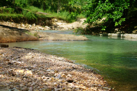 green or blue stream or river with tree and pebble or stone in nature jungle or garden forest on...