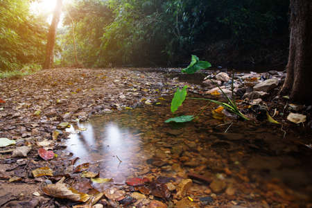 clear water stream or river with tree and stone in green jungle or nature forest for holiday relax...