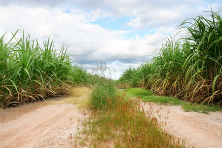 Sugarcane plantation or cane farm and field with green grass flower on blue sky and white cloud for agriculture sugar and farmers with biofuel or gasoline fuel at kanchanaburi in thailandの写真素材