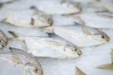 many silver or white pompret and raw butterfish with fresh snapper fish on ice tray in supermarket...