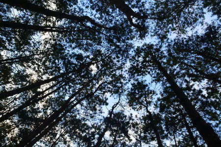 semi silhouette pine tree and branch uprisen angle or top and tall dark shadow on clear blue sky with white cloud in forest or green jungle and nature garden for environment wood wild backgroundの写真素材