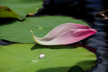 leaf lotus on waterの写真素材
