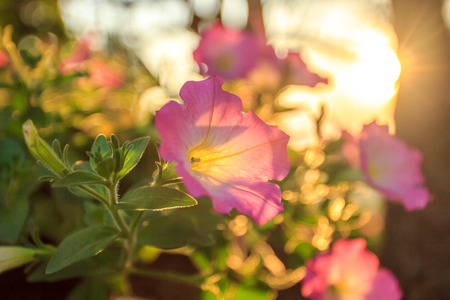 pink petuniasの写真素材