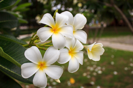 white Plumeria dark backgroundの写真素材