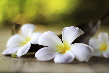 white plumeria flowersの写真素材