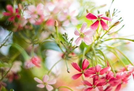 Rangoon creeper flowersの写真素材