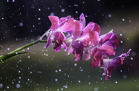 Pink Orchidの写真素材