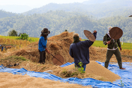 Farmer is harvesting original jasmine paddy rice in chiang maiの写真素材
