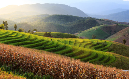 Rice Terrace at Maechaem in Thailandの写真素材