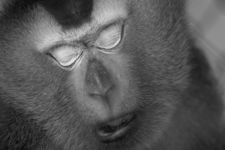 Monkey sleepの写真素材