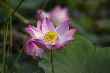 Lotus flower on sunの写真素材