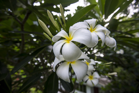 white Plumeria dark backgroundの写真素材
