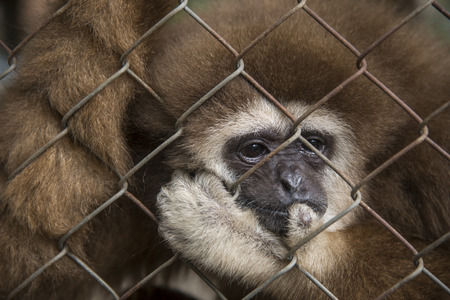 Sad gibbon in a cageの写真素材