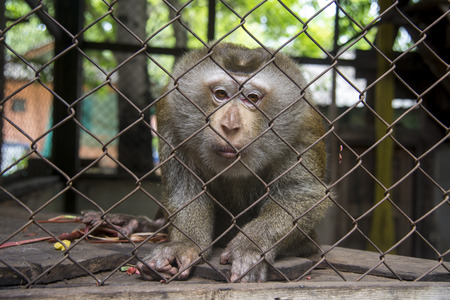 Sad Monkey in a cageの写真素材