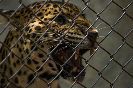 Leopard looking out from a wire fence.の写真素材