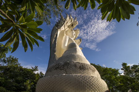 White Bhuddha sat under a snake with seven headsの写真素材