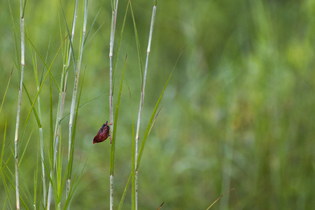 Colorful Red Bird Red Avadavatの写真素材