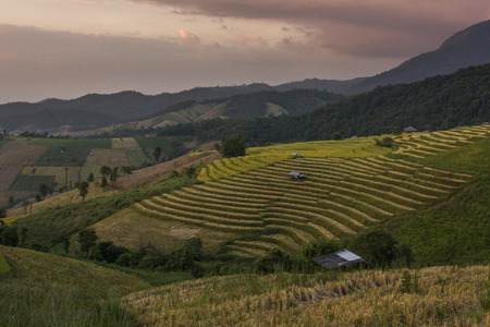 Terraced Rice Field in Chiangmai, Thailandの写真素材
