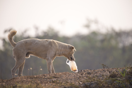 Stray dirty puppy on the streetの写真素材