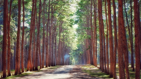 Pine tree forest road landscapeの写真素材