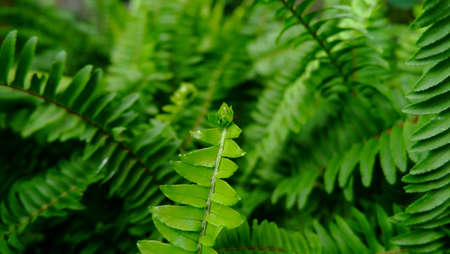 Closeup sword fern in the gardenの素材