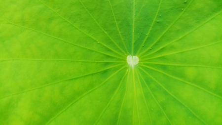 Closeup Lotus leaf texture,lotus leaf backgroundの写真素材