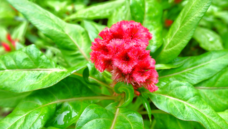 Cock comb flower on green leaf background,Cock comb flower in the gardenの写真素材