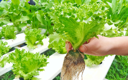 Hold lettuce salad in hand and harvest in the garden.の写真素材