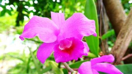 Purple Orchid on nature background,Orchid in the backyardの写真素材
