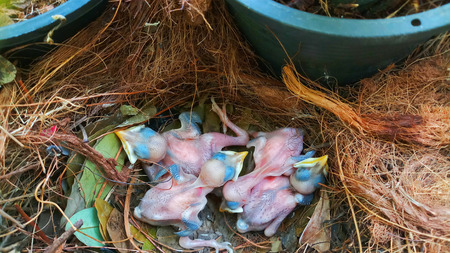 Newborn birds in the nest.の写真素材