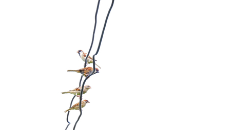 Sparrow on the cable in the white backgroundの写真素材