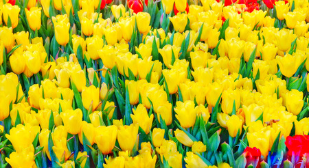 beautiful yellow Tulip in the garden,Closeup Tulipの写真素材