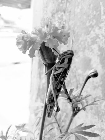 Grasshopper and marigold flower, black and white pictureの写真素材
