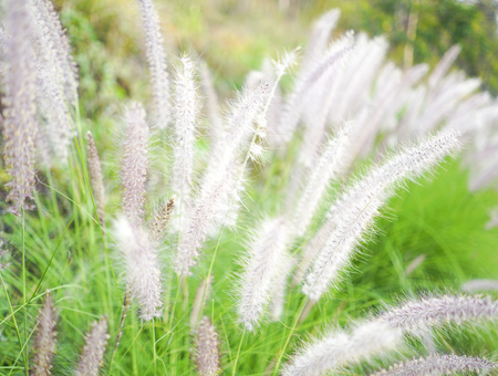 Grass in summer in Thailandの写真素材