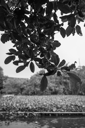 Trees along the water /  Tree standing in the waterの写真素材