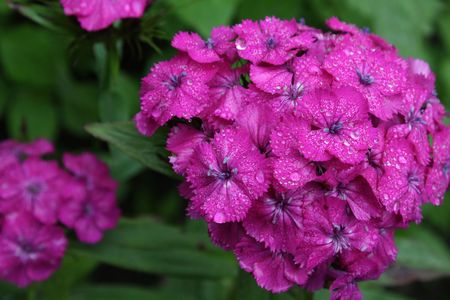 Pink Dianthus. After a rain.の写真素材